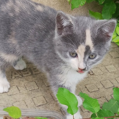 Kätzchen Ally spielt und schmust gern, EKH Jungtier - Katze