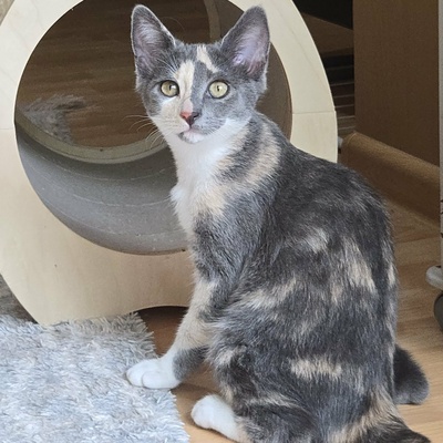 Kätzchen Ally spielt und schmust gern, EKH Jungtier - Katze