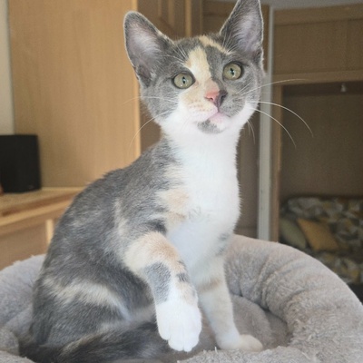 Kätzchen Ally spielt und schmust gern, EKH Jungtier - Katze