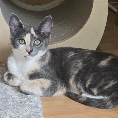 Kätzchen Ally spielt und schmust gern, EKH Jungtier - Katze
