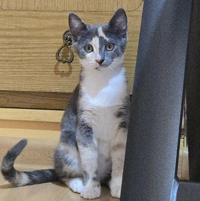 Kätzchen Ally spielt und schmust gern, EKH Jungtier - Katze