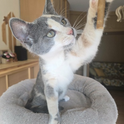 Kätzchen Ally spielt und schmust gern, EKH Jungtier - Katze