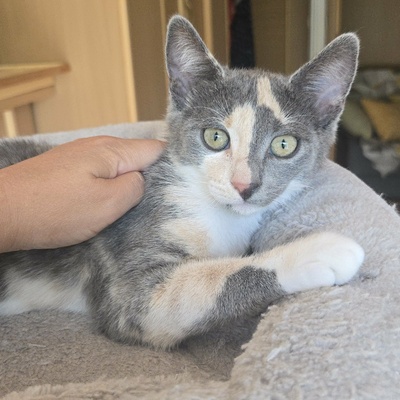 Kätzchen Ally spielt und schmust gern, EKH Jungtier - Katze