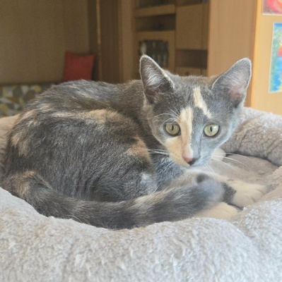 Kätzchen Ally spielt und schmust gern, EKH Jungtier - Katze