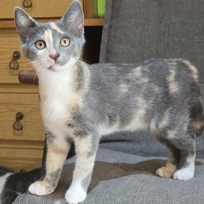 Kätzchen Ally spielt und schmust gern, EKH Jungtier - Katze