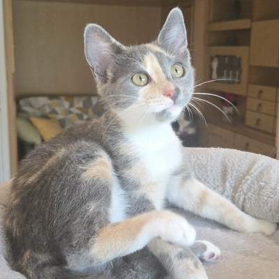 Kätzchen Ally spielt und schmust gern, EKH Jungtier - Katze
