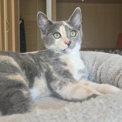 Kätzchen Ally spielt und schmust gern, EKH Jungtier - Katze