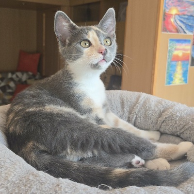 Kätzchen Ally spielt und schmust gern, EKH Jungtier - Katze