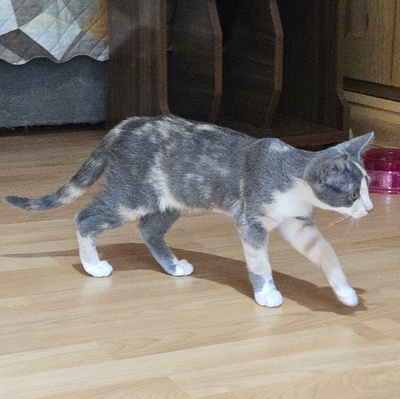 Kätzchen Ally spielt und schmust gern, EKH Jungtier - Katze