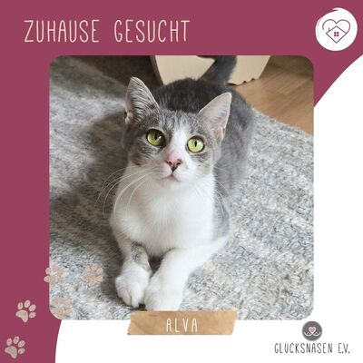 Kätzchen Alva sucht Dich zum schmusen, EKH Jungtier - Katze