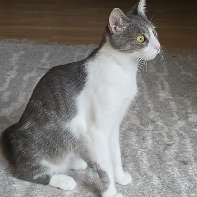 Kätzchen Alva sucht Dich zum schmusen, EKH Jungtier - Katze