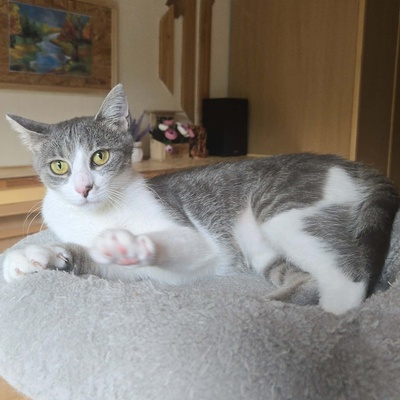 Kätzchen Alva sucht Dich zum schmusen, EKH Jungtier - Katze