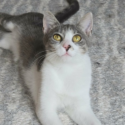 Kätzchen Alva sucht Dich zum schmusen, EKH Jungtier - Katze