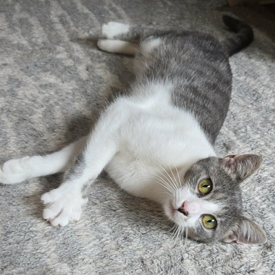 Kätzchen Alva sucht Dich zum schmusen, EKH Jungtier - Katze