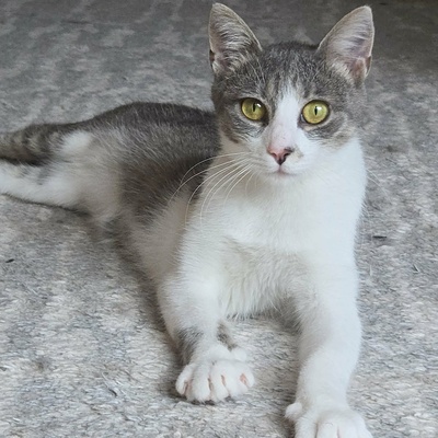 Kätzchen Alva sucht Dich zum schmusen, EKH Jungtier - Katze
