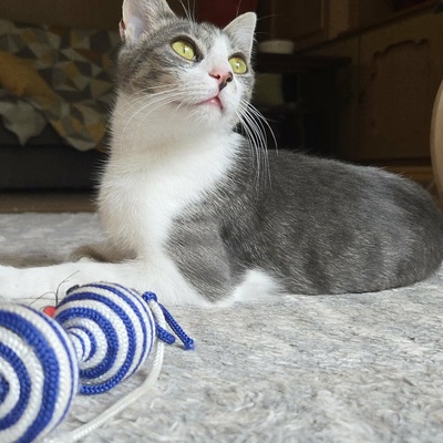 Kätzchen Alva sucht Dich zum schmusen, EKH Jungtier - Katze