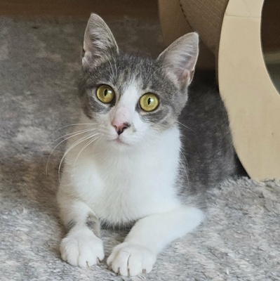 Kätzchen Alva sucht Dich zum schmusen, EKH Jungtier - Katze