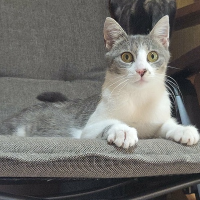 Kätzchen Alva sucht Dich zum schmusen, EKH Jungtier - Katze