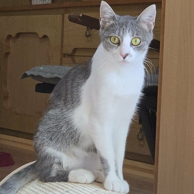 Kätzchen Alva sucht Dich zum schmusen, EKH Jungtier - Katze