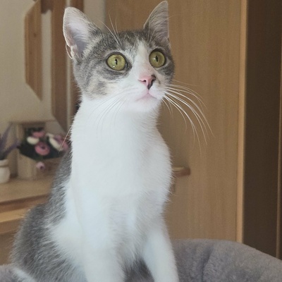 Kätzchen Alva sucht Dich zum schmusen, EKH Jungtier - Katze