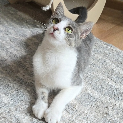 Kätzchen Alva sucht Dich zum schmusen, EKH Jungtier - Katze