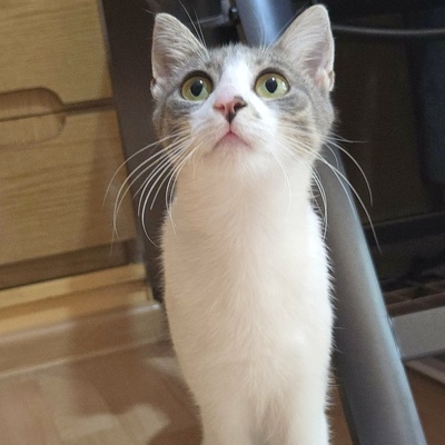 Kätzchen Alva sucht Dich zum schmusen, EKH Jungtier - Katze