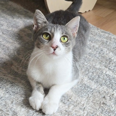 Kätzchen Alva sucht Dich zum schmusen, EKH Jungtier - Katze