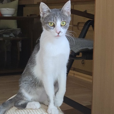 Kätzchen Alva sucht Dich zum schmusen, EKH Jungtier - Katze