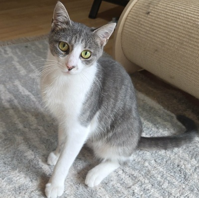 Kätzchen Alva sucht Dich zum schmusen, EKH Jungtier - Katze