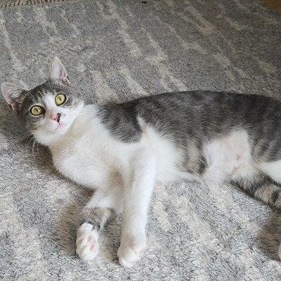 Kätzchen Alva sucht Dich zum schmusen, EKH Jungtier - Katze