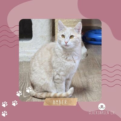 Kätzchen Amber möchte Deine Welt entdecken