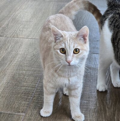 Kätzchen Amber möchte Deine Welt entdecken, EKH Jungtier - Katze