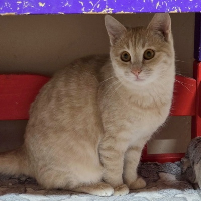 Kätzchen Amber möchte Deine Welt entdecken, EKH Jungtier - Katze