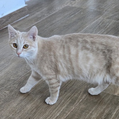 Kätzchen Amber möchte Deine Welt entdecken, EKH Jungtier - Katze