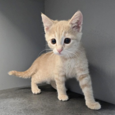 Kätzchen Amber möchte Deine Welt erobern, EKH Jungtier - Katze