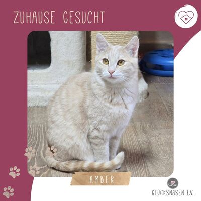 Kätzchen Amber sucht Ihre Dosis, EKH Jungtier - Katze