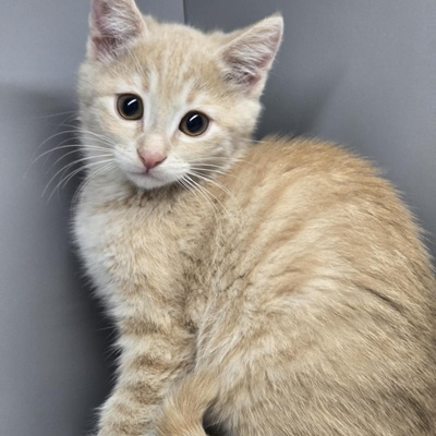 Kätzchen Amber sucht Ihre Dosis, EKH Jungtier - Katze