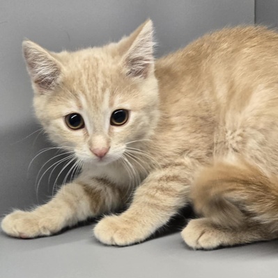 Kätzchen Amber sucht Ihre Dosis, EKH Jungtier - Katze