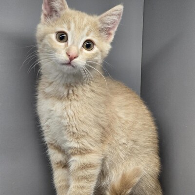 Kätzchen Amber sucht Ihre Dosis, EKH Jungtier - Katze