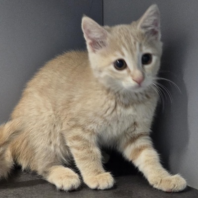 Kätzchen Amber sucht Ihre Dosis, EKH Jungtier - Katze