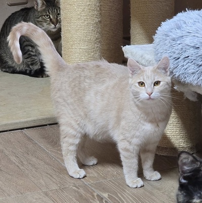 Kätzchen Amber sucht Ihre Dosis, EKH Jungtier - Katze