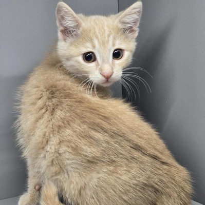 Kätzchen Amber sucht Ihre Dosis, EKH Jungtier - Katze