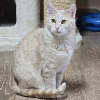 Kätzchen Amber sucht Ihre Dosis, EKH Jungtier - Katze