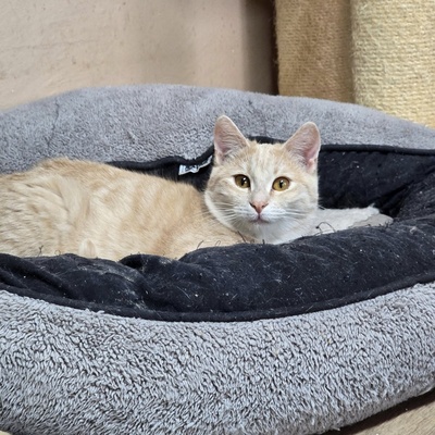 Kätzchen Amber sucht Ihre Dosis, EKH Jungtier - Katze