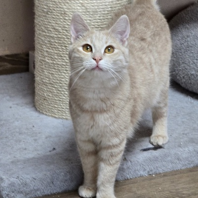 Kätzchen Amber sucht Ihre Dosis, EKH Jungtier - Katze