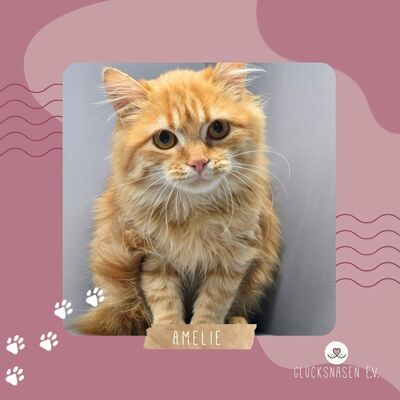 Kätzchen Amelie wünscht sich eine Familie