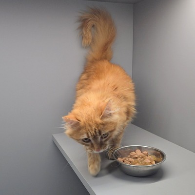 Kätzchen Amelie wünscht sich eine Familie, EKH Jungtier - Katze