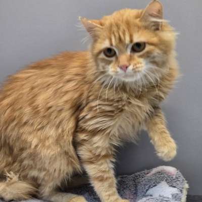 Kätzchen Amelie wünscht sich eine Familie, EKH Jungtier - Katze