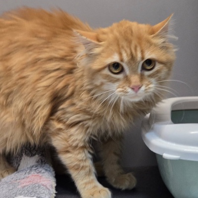 Kätzchen Amelie wünscht sich eine Familie, EKH Jungtier - Katze