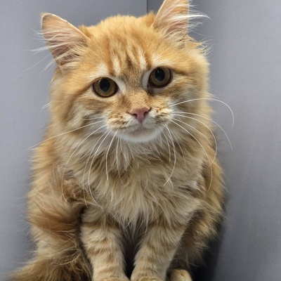 Kätzchen Amelie wünscht sich eine Familie, EKH Jungtier - Katze